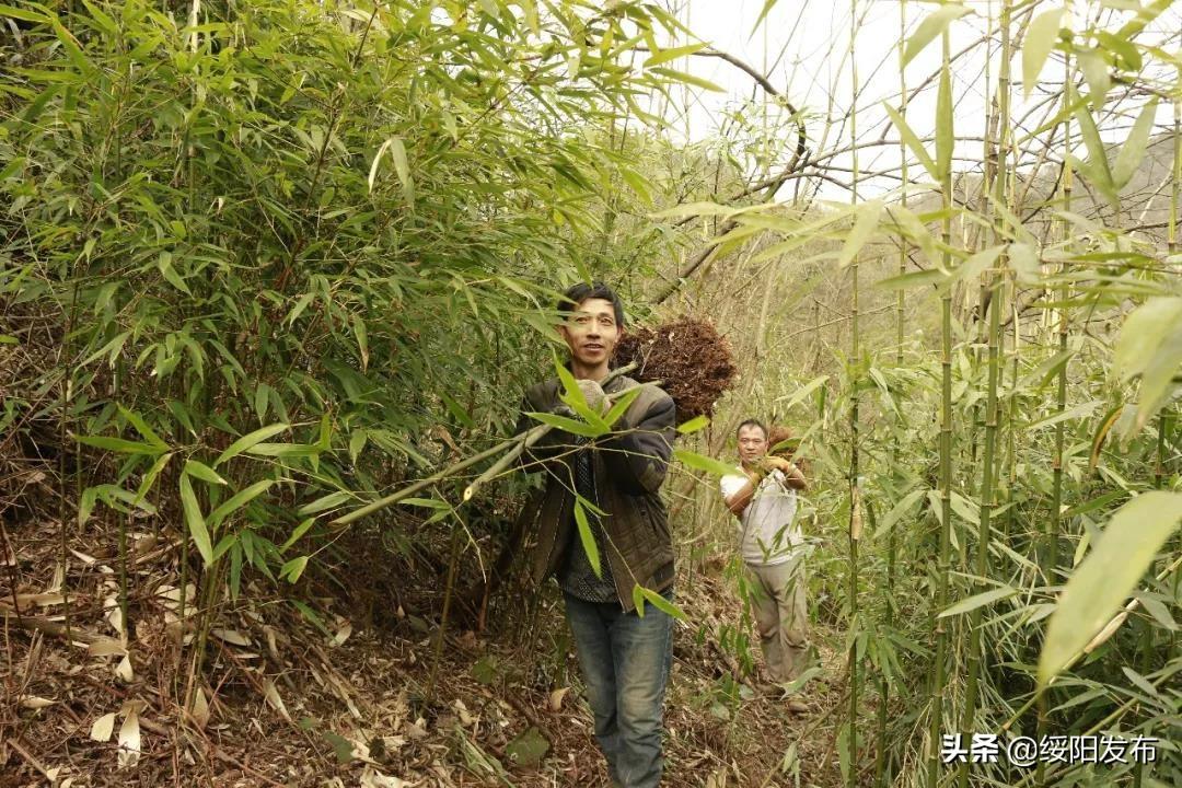 绥阳县茅垭镇繁荣新篇章揭秘